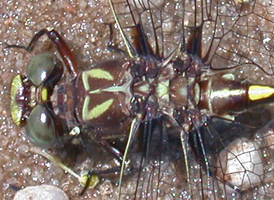 Common Sanddragon